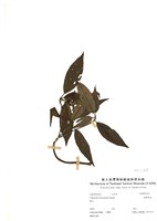 藏品(臺灣莢蒾)的圖片